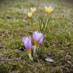 02.03.2017 Zagnańsk. zakwity krokusy / Jarosław Kubalski / Radio Kielce