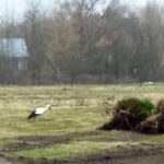 23.04.2017 Pierwsze bociany przyleciały do regionu / Zdjęcia słuchacza