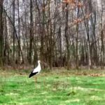 23.04.2017 Pierwsze bociany przyleciały do regionu / Zdjęcia słuchacza