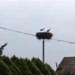 23.04.2017 Pierwsze bociany przyleciały do regionu / Zdjęcia słuchacza