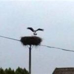 23.04.2017 Pierwsze bociany przyleciały do regionu / Zdjęcia słuchacza