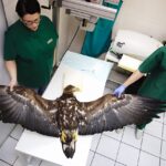 Chmielnik. Znaleziony orzeł bielik nie żyje (2 marca 2017 r) / Jarosław Kubalski / Radio Kielce