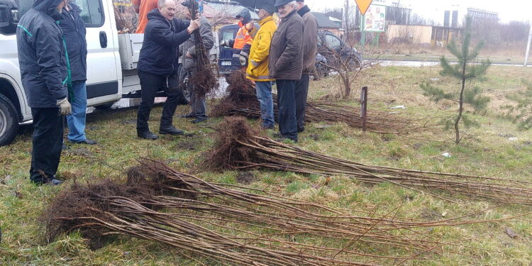22.03.2017 Jędrzejów. Sadzenie drzew. / Ewa Pociejowska-Gawęda / Radio Kielce