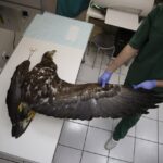 Chmielnik. Znaleziony orzeł bielik nie żyje (2 marca 2017 r) / Jarosław Kubalski / Radio Kielce