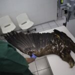 Chmielnik. Znaleziony orzeł bielik nie żyje (2 marca 2017 r) / Jarosław Kubalski / Radio Kielce