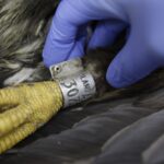 Chmielnik. Znaleziony orzeł bielik nie żyje (2 marca 2017 r) / Jarosław Kubalski / Radio Kielce