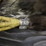 Chmielnik. Znaleziony orzeł bielik nie żyje (2 marca 2017 r) / Jarosław Kubalski / Radio Kielce