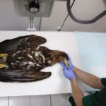 Chmielnik. Znaleziony orzeł bielik nie żyje (2 marca 2017 r) / Jarosław Kubalski / Radio Kielce