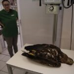 Chmielnik. Znaleziony orzeł bielik nie żyje (2 marca 2017 r) / Jarosław Kubalski / Radio Kielce