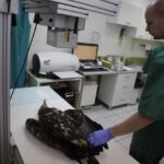 Chmielnik. Znaleziony orzeł bielik nie żyje (2 marca 2017 r) / Jarosław Kubalski / Radio Kielce