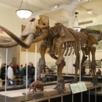 Nowy Jork / Robert Kowalski