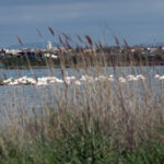 Spacer po Montpellier / Krzysztof Bujnowicz / Radio Kielce