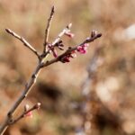 Ogród Botaniczny w Kielcach / Jarosław Kubalski / Radio Kielce