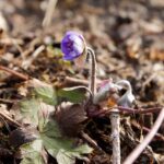 Ogród Botaniczny w Kielcach / Jarosław Kubalski / Radio Kielce