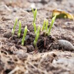 Ogród Botaniczny w Kielcach / Jarosław Kubalski / Radio Kielce