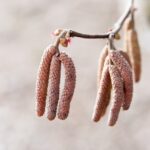 Ogród Botaniczny w Kielcach / Jarosław Kubalski / Radio Kielce