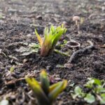 Ogród Botaniczny w Kielcach / Jarosław Kubalski / Radio Kielce