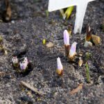 Ogród Botaniczny w Kielcach / Jarosław Kubalski / Radio Kielce