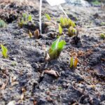 Ogród Botaniczny w Kielcach / Jarosław Kubalski / Radio Kielce