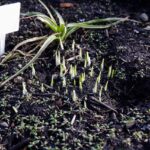 Ogród Botaniczny w Kielcach / Jarosław Kubalski / Radio Kielce