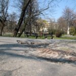 Kielce. Alejki w Parku Miejskim / Robert Felczak / Radio Kielce