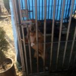 17.03.2017 Sandomierz. Poseł PiS Michał Cieślak oraz uczniowie z Zespołu Szkół w Sadowiu przekazali dary dla schroniska dla bezdomnych psów w Sandomierzu / Grażyna Szlęzak - Wójcik / Radio Kielce