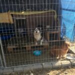 17.03.2017 Sandomierz. Poseł PiS Michał Cieślak oraz uczniowie z Zespołu Szkół w Sadowiu przekazali dary dla schroniska dla bezdomnych psów w Sandomierzu / Grażyna Szlęzak - Wójcik / Radio Kielce