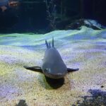 Malezja. Langkawi / Andrzej Sierzputowski, Aleksander Piekarski