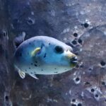 Malezja. Langkawi / Andrzej Sierzputowski, Aleksander Piekarski