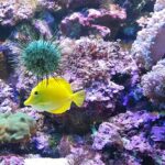 Malezja. Langkawi / Andrzej Sierzputowski, Aleksander Piekarski