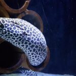 Malezja. Langkawi / Andrzej Sierzputowski, Aleksander Piekarski