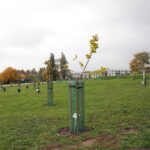 22.10.2015 Kielce. W Ogrodzie botanicznym trwa sadzenie różnych odmian róż. / Wojciech Habdas / Radio Kielce