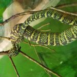 Malezja. Penang / Andrzej Sierzputowski, Aleksander Piekarski