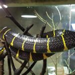 Malezja. Penang / Andrzej Sierzputowski, Aleksander Piekarski