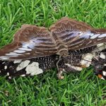 Malezja. Penang / Andrzej Sierzputowski, Aleksander Piekarski