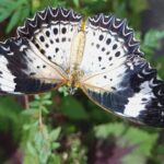 Malezja. Penang / Andrzej Sierzputowski, Aleksander Piekarski