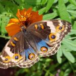 Malezja. Penang / Andrzej Sierzputowski, Aleksander Piekarski