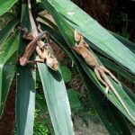 Malezja. Penang / Andrzej Sierzputowski, Aleksander Piekarski