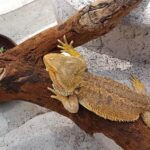 Malezja. Penang / Andrzej Sierzputowski, Aleksander Piekarski