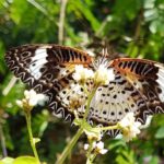 Malezja. Penang / Andrzej Sierzputowski, Aleksander Piekarski