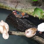 Malezja. Penang / Andrzej Sierzputowski, Aleksander Piekarski