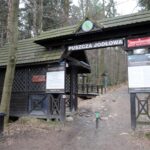 Spacer po Puszczy Jodłowej w Świętej Katarzynie / Robert Felczak / Radio Kielce