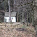 Spacer po Puszczy Jodłowej w Świętej Katarzynie / Robert Felczak / Radio Kielce