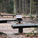 Spacer po Puszczy Jodłowej w Świętej Katarzynie / Robert Felczak / Radio Kielce