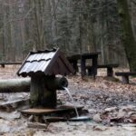 Spacer po Puszczy Jodłowej w Świętej Katarzynie / Robert Felczak / Radio Kielce