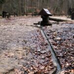 Spacer po Puszczy Jodłowej w Świętej Katarzynie / Robert Felczak / Radio Kielce