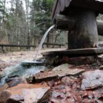 Spacer po Puszczy Jodłowej w Świętej Katarzynie / Robert Felczak / Radio Kielce