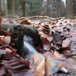 Spacer po Puszczy Jodłowej w Świętej Katarzynie / Robert Felczak / Radio Kielce