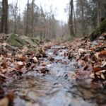 Spacer po Puszczy Jodłowej w Świętej Katarzynie / Robert Felczak / Radio Kielce