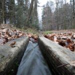 Spacer po Puszczy Jodłowej w Świętej Katarzynie / Robert Felczak / Radio Kielce